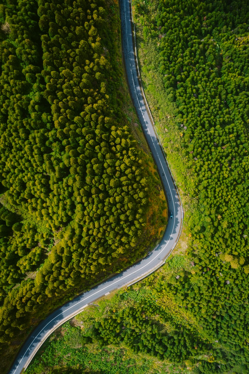 uma estrada sinuosa no meio de uma floresta verde exuberante