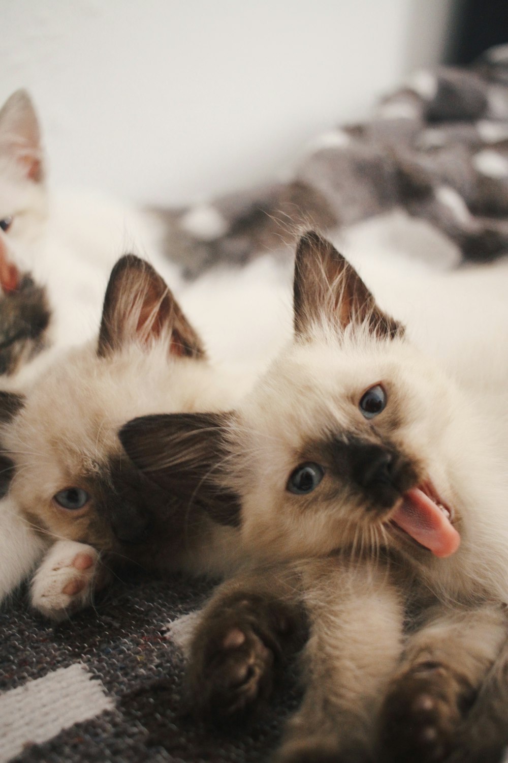 white and brown long fur cat