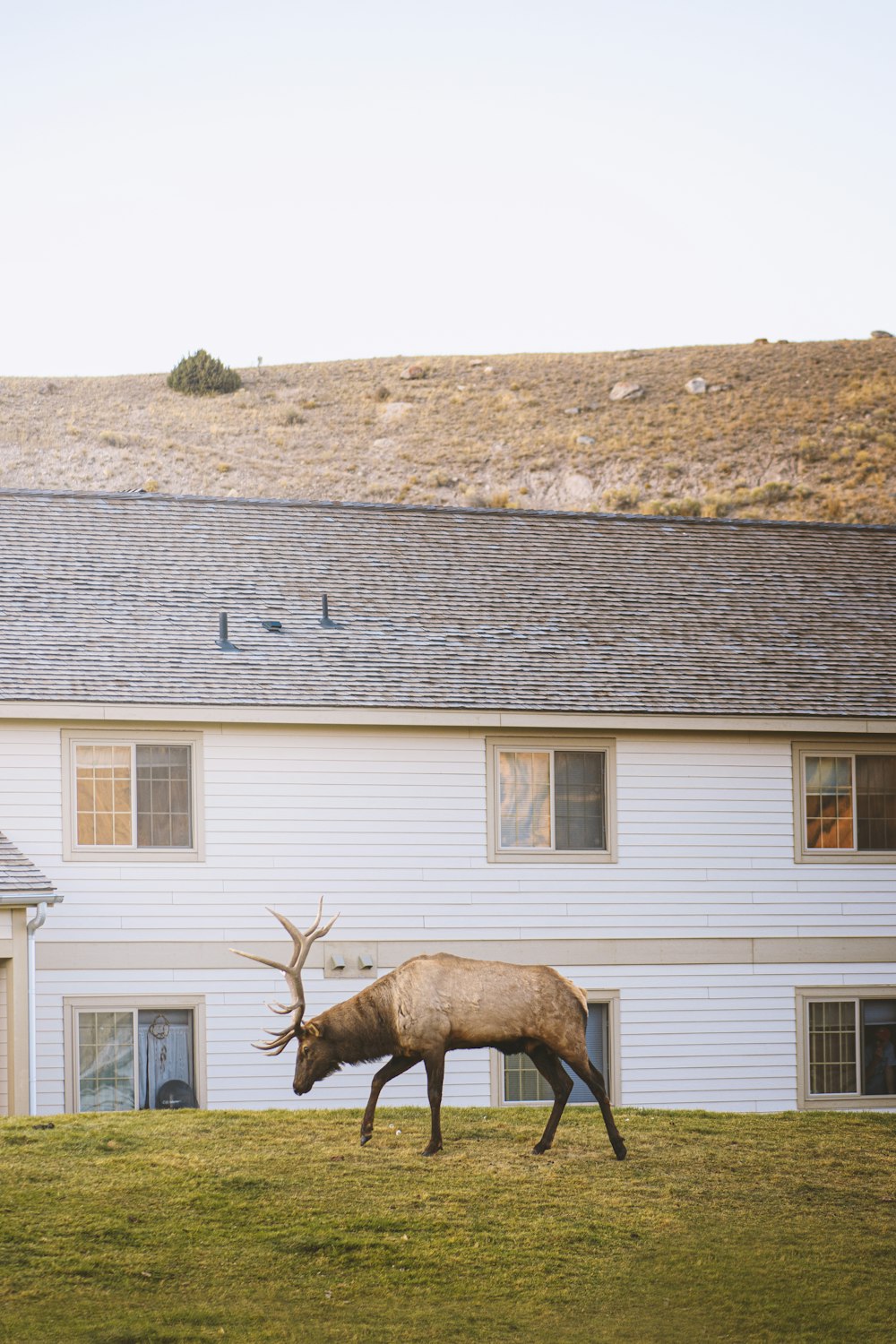 brown deer on gray concrete house during daytime