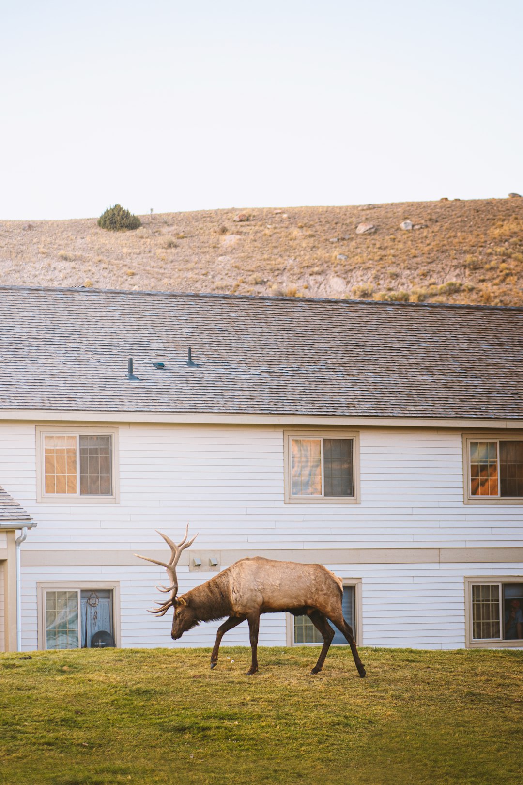 brown deer on gray concrete house during daytime