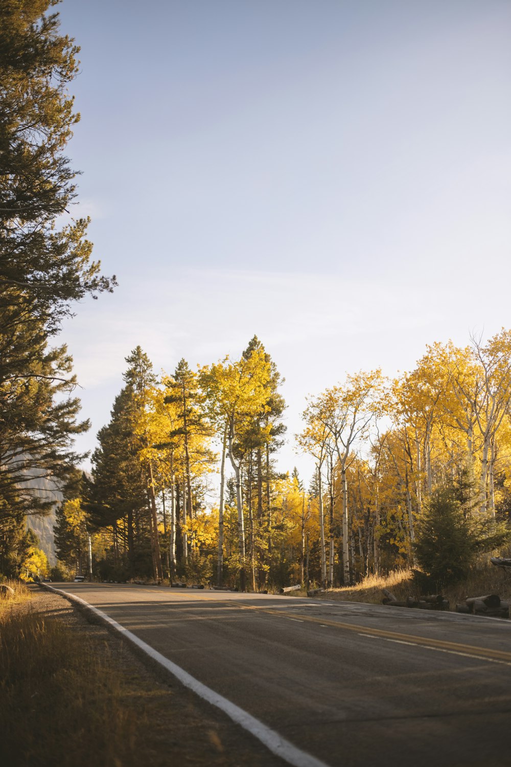 green and yellow trees beside road during daytime