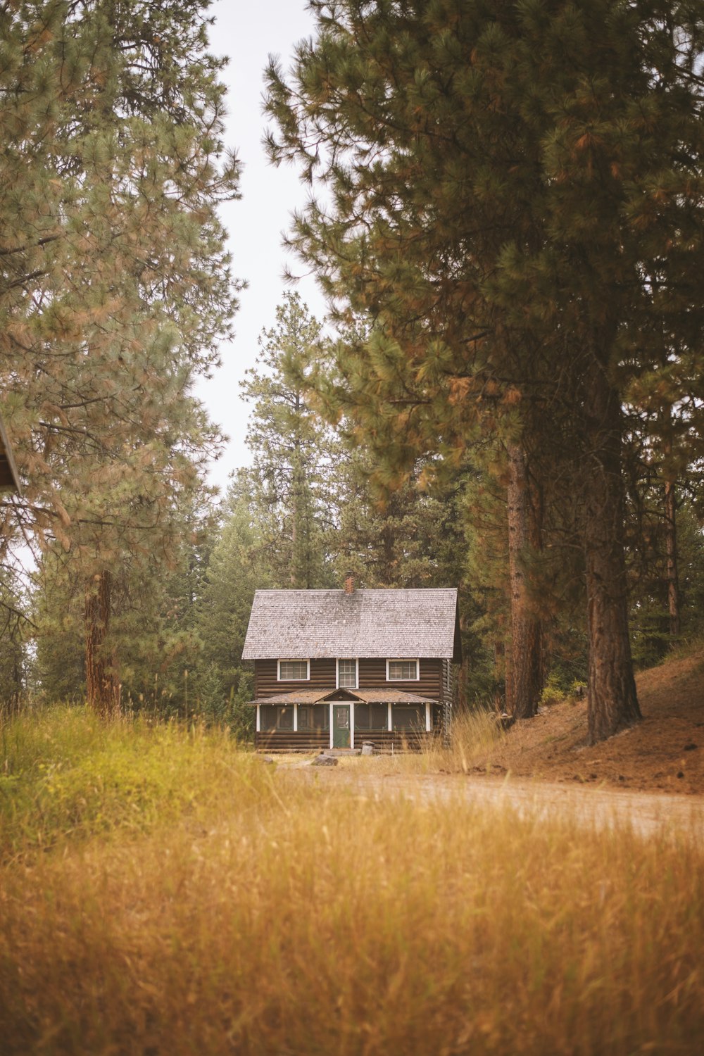 maison en bois marron au milieu de la forêt pendant la journée