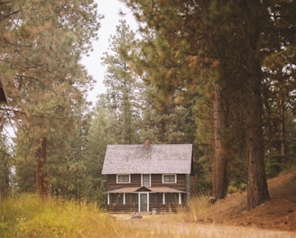 brown wooden house in the middle of forest during daytime