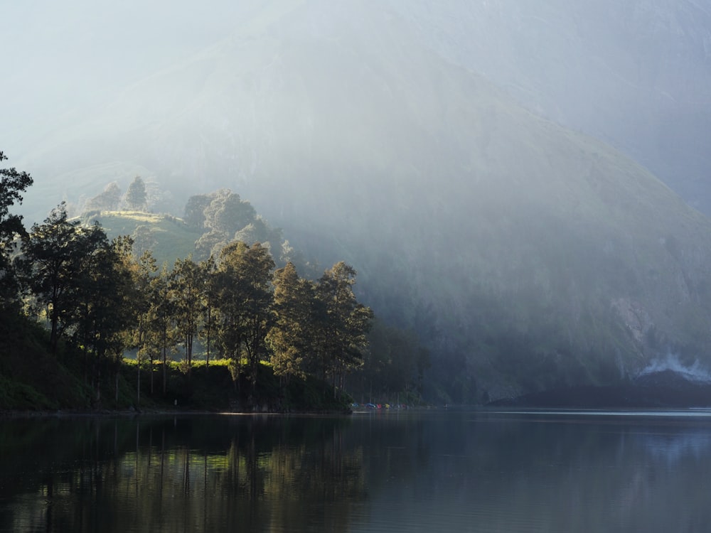 green trees beside lake during daytime