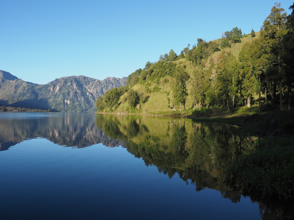 green trees near lake during daytime