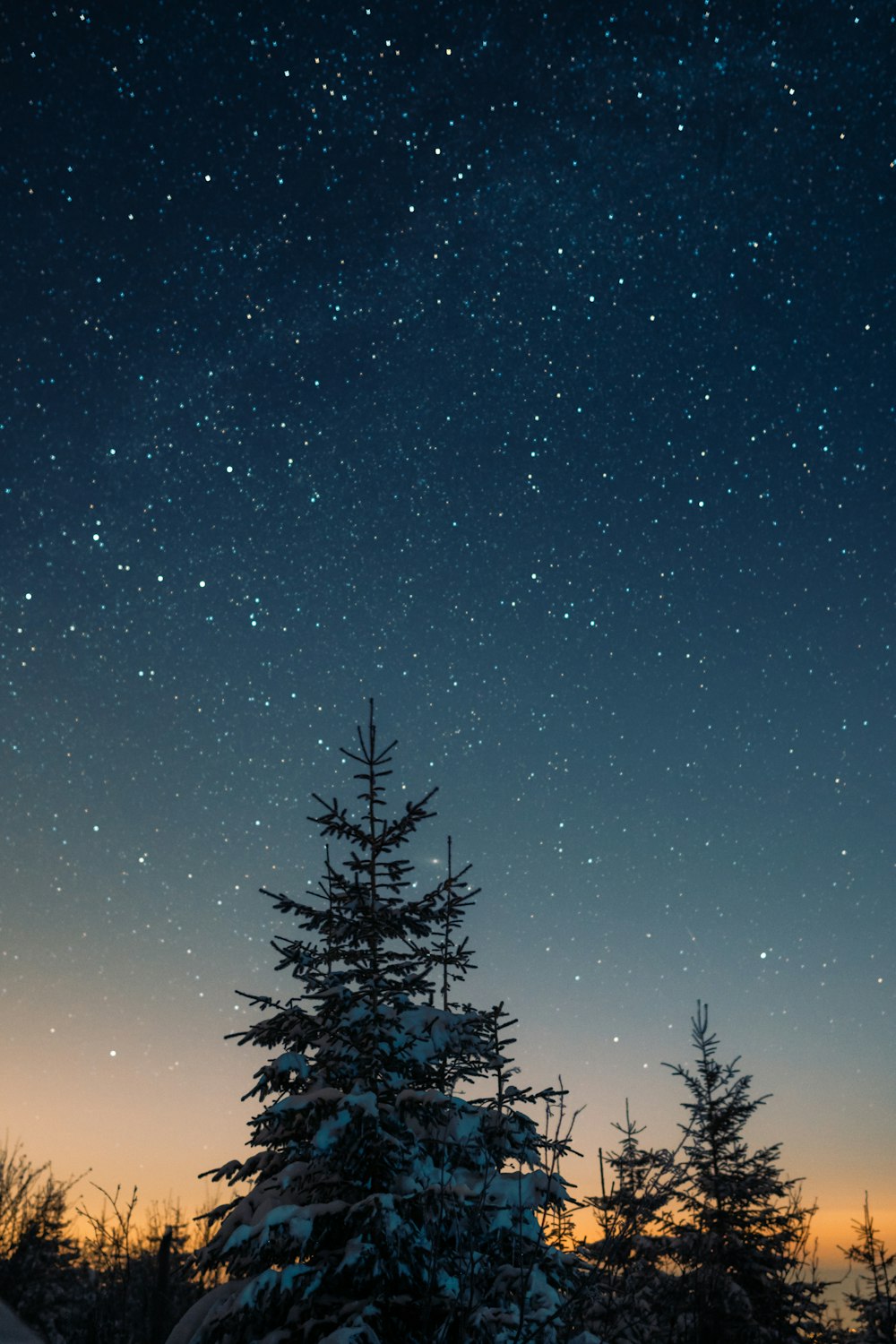 green pine tree under blue sky during night time