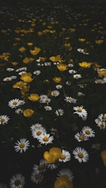 A field filled with vibrant yellow buttercups and white daisy-like flowers scattered throughout. The flowers are surrounded by lush green foliage, creating a rich contrast between the colors. The overall atmosphere is serene and natural, with a focus on the simple beauty of wildflowers.