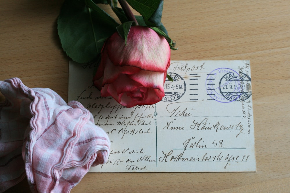 rosa rosa su carta bianca