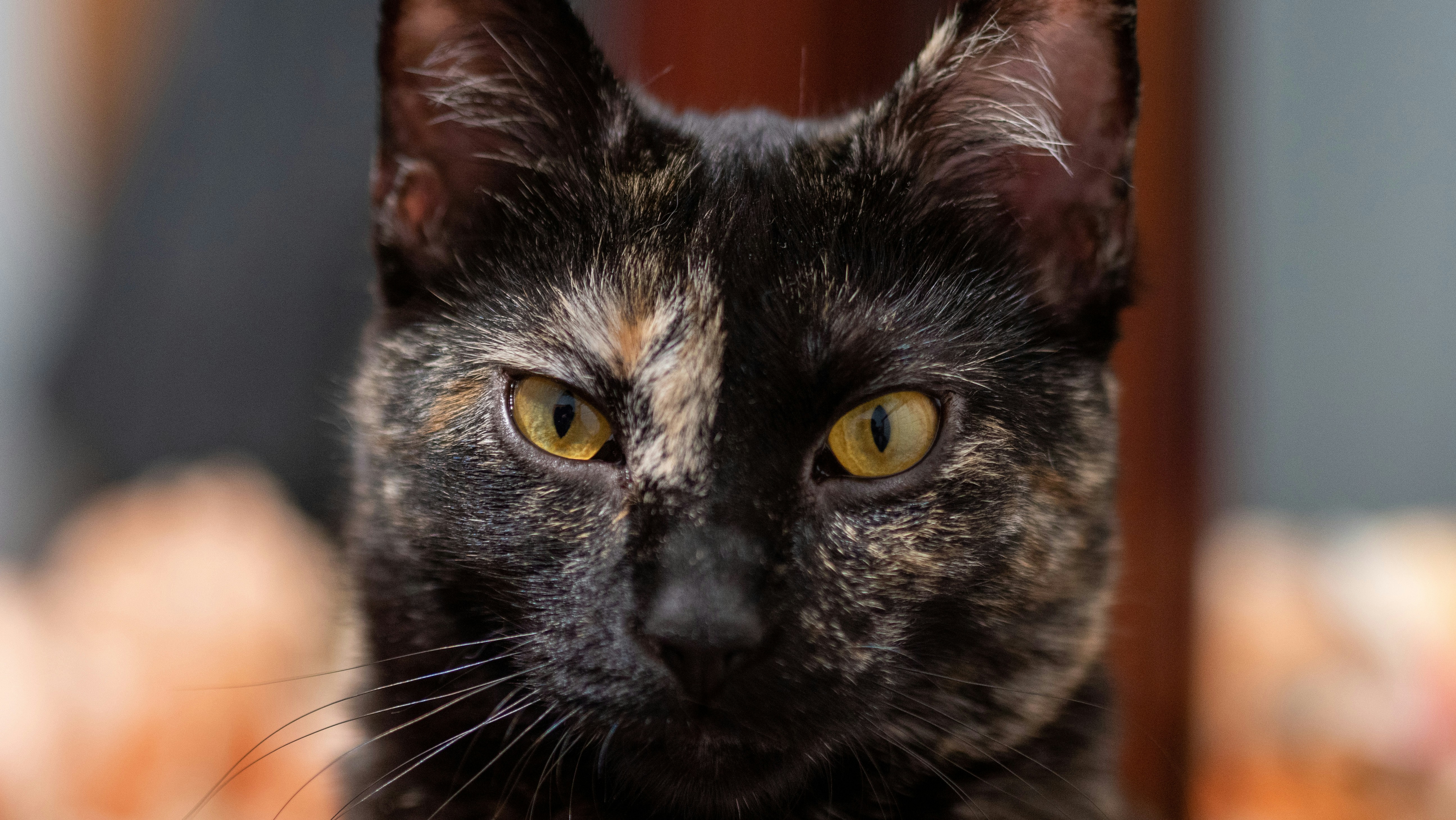black and brown cat with yellow eyes
