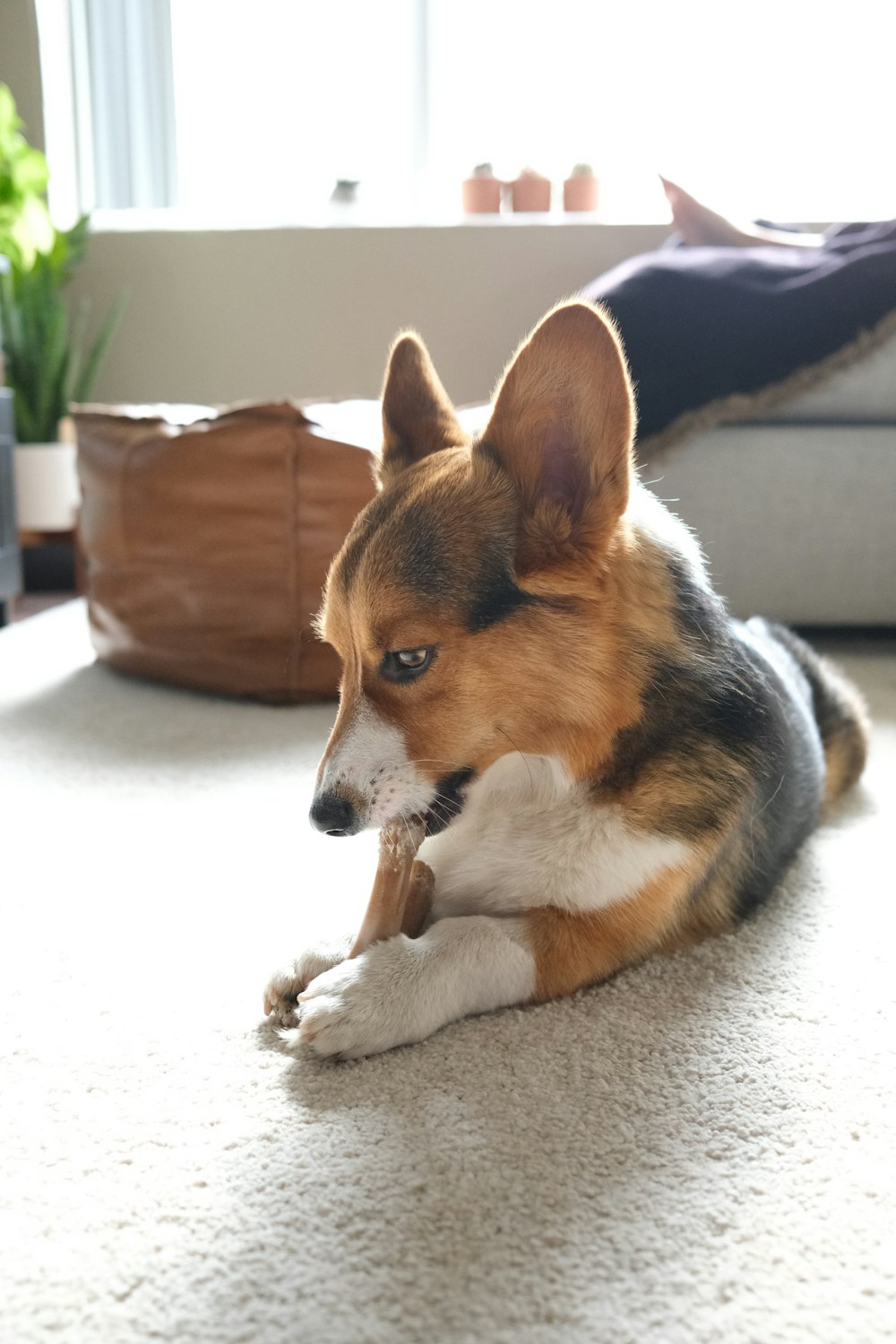 brown white and black short coated dog lying on floor