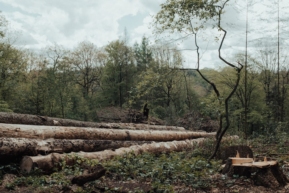 tronco de madera marrón sobre campo de hierba verde