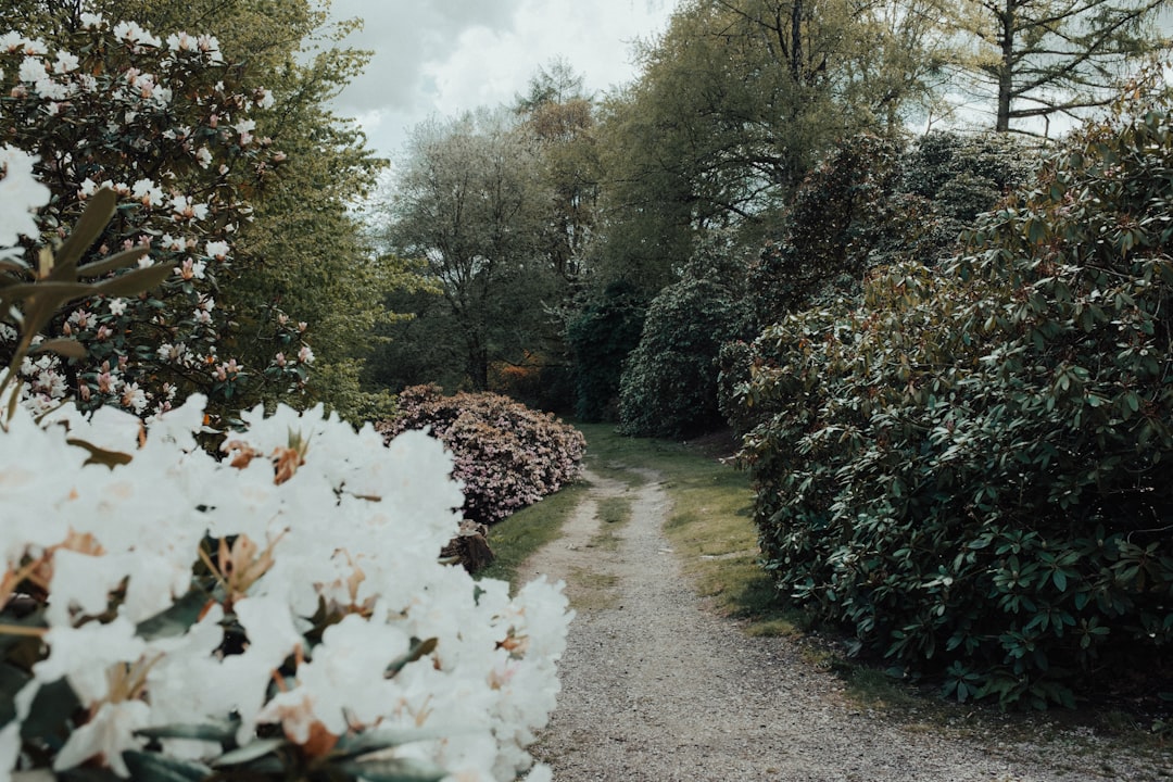 white flowers on green grass field during daytime