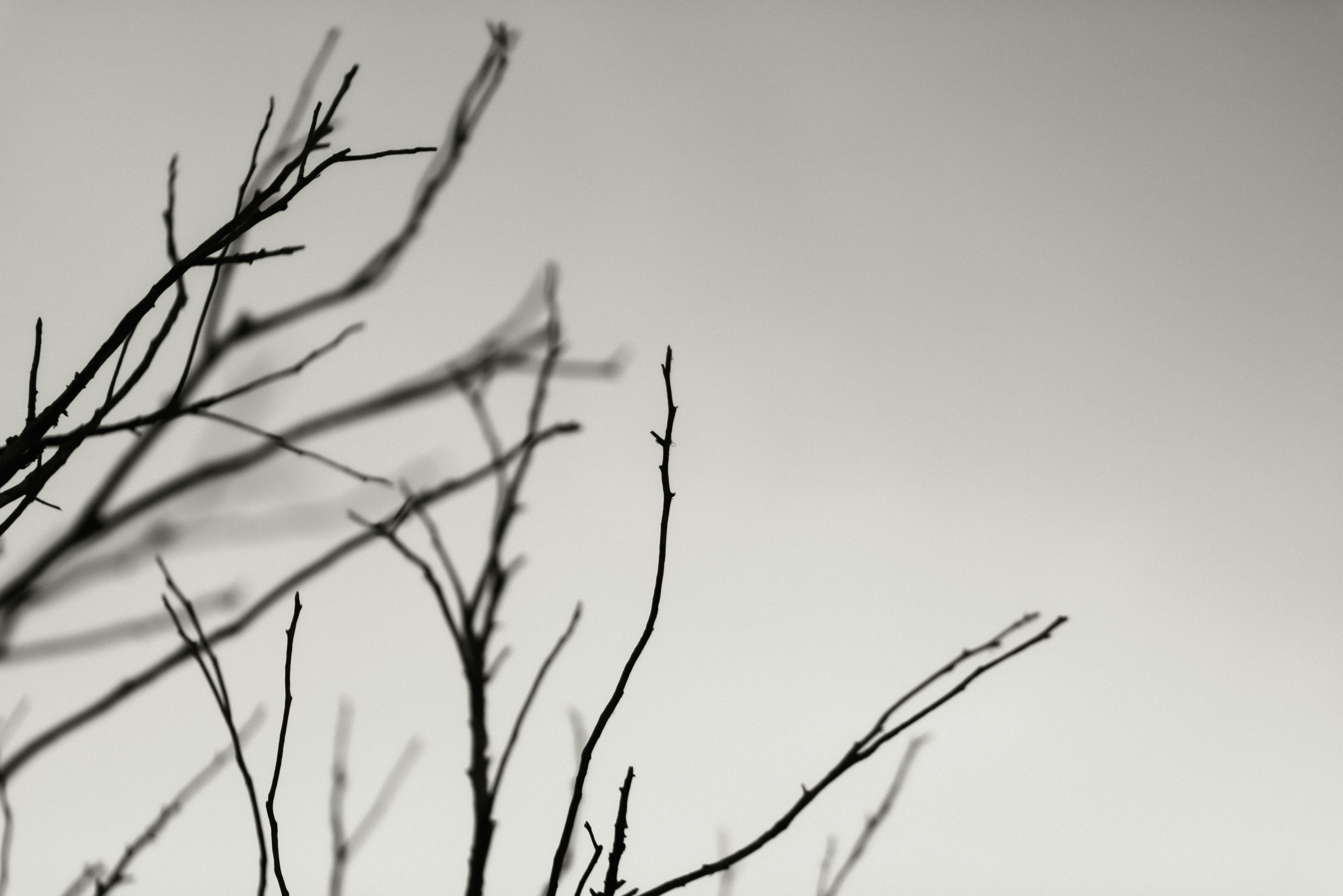 Photo by brunocervera