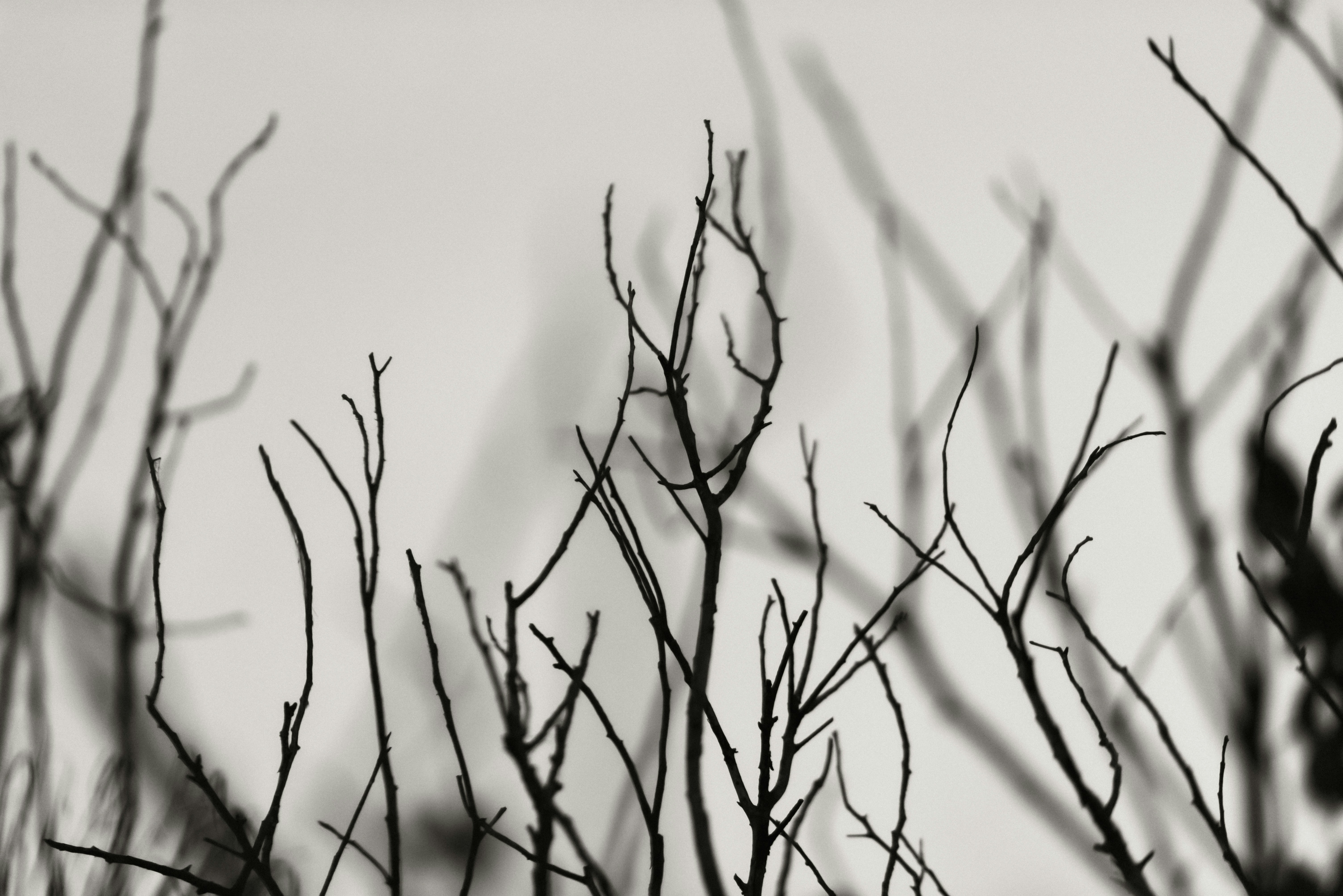 Photo by brunocervera