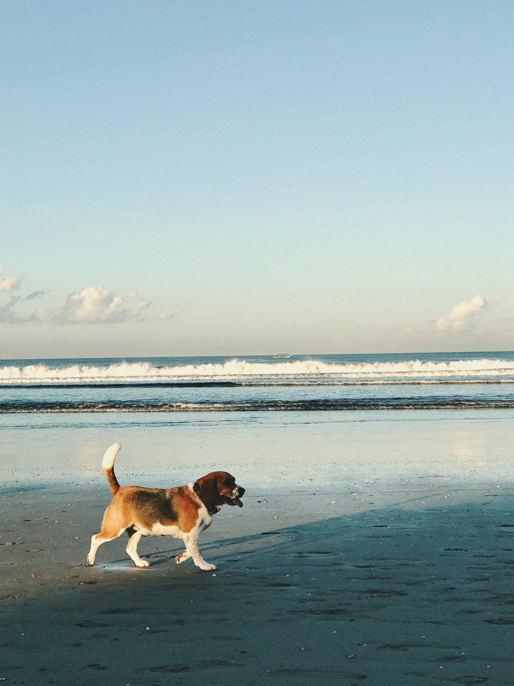 brown and white short coated dog on beach during daytime
