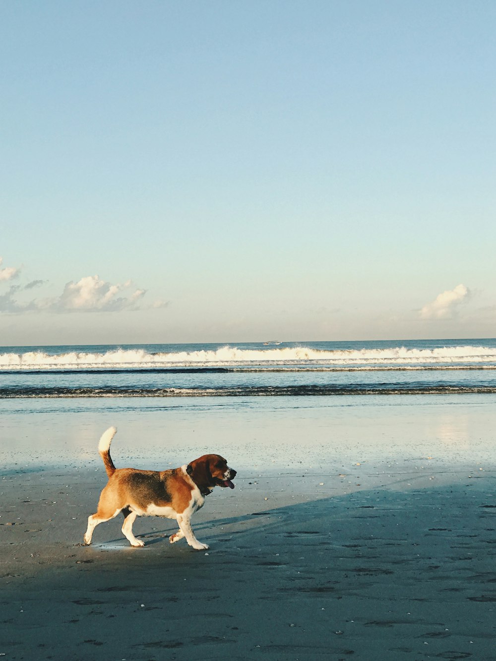 Chien brun et blanc à poil court sur la plage pendant la journée