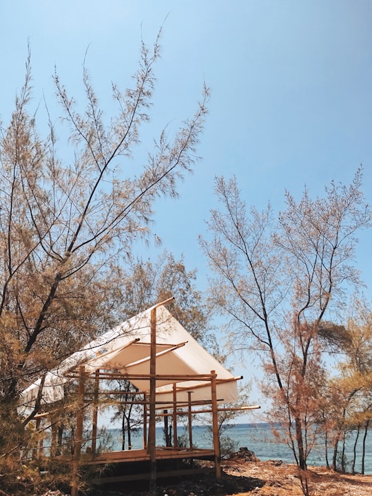 bare trees under blue sky during daytime in Pulau Selayar Indonesia