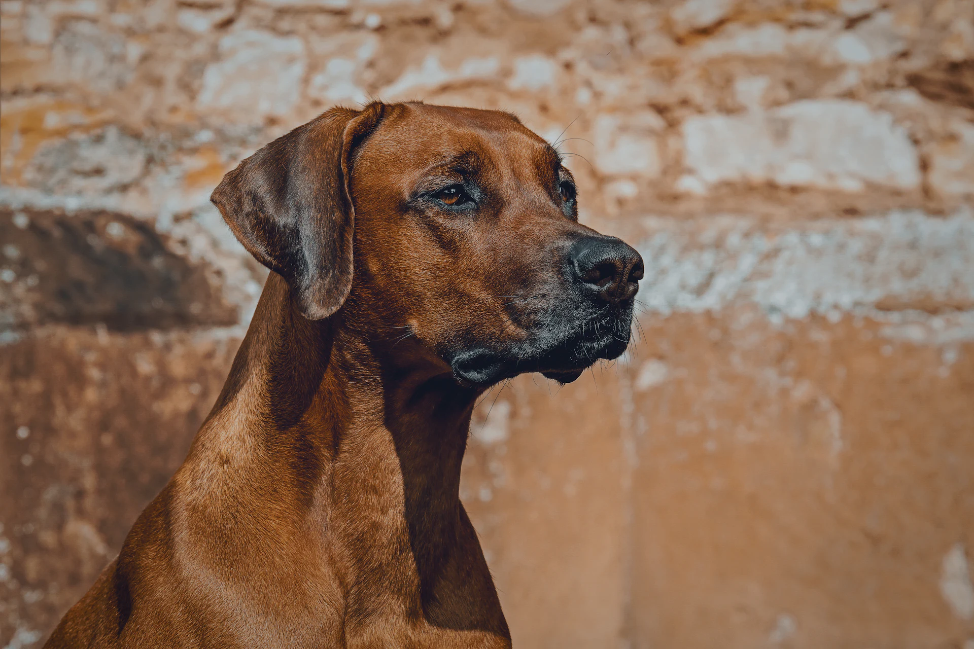 A Rhodesian Ridgeback