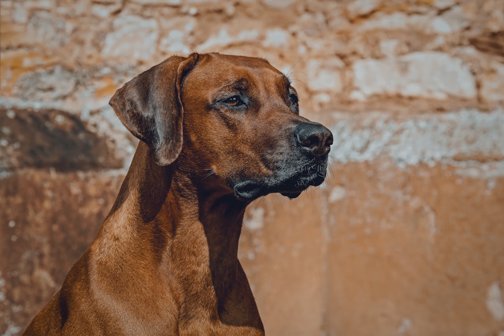 brown short coated dog in close up photography