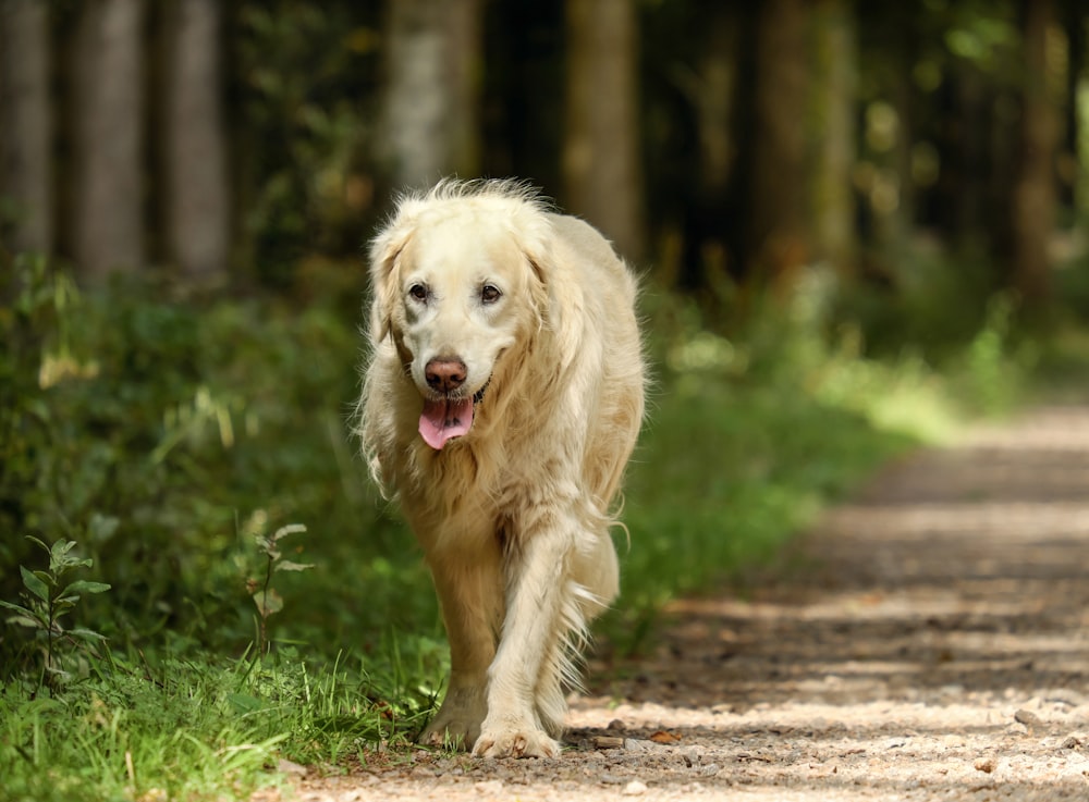 golden retriever lying on dirt road during daytime