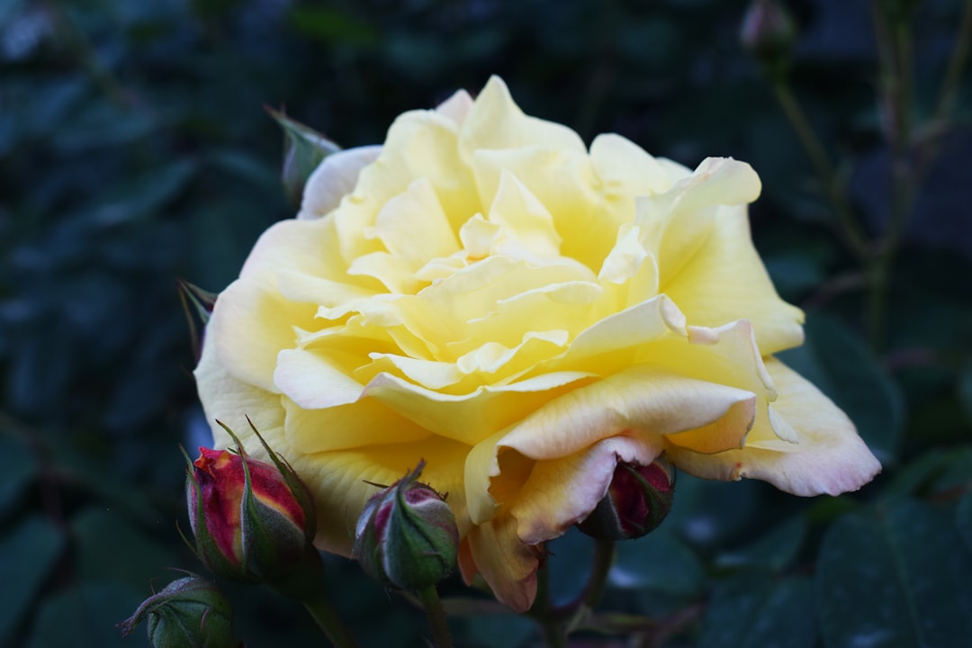 yellow rose in bloom during daytime