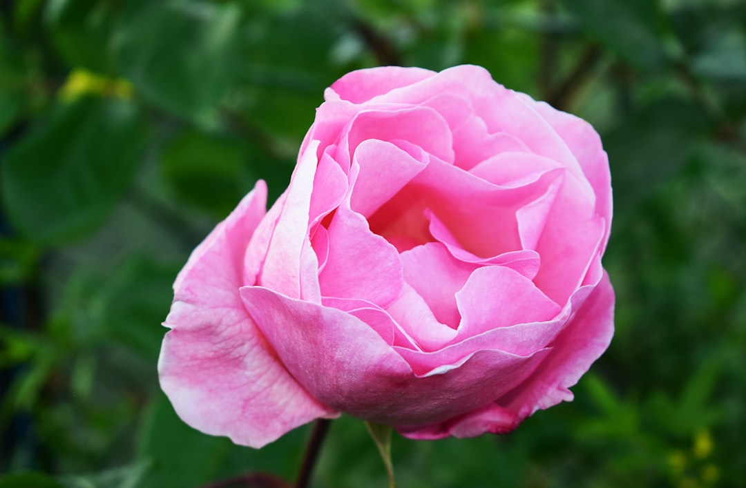 pink rose in bloom during daytime