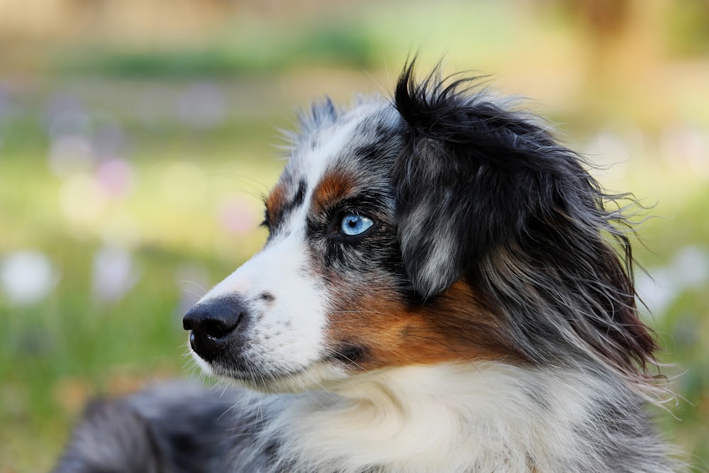 cão preto branco e marrom de pelagem longa