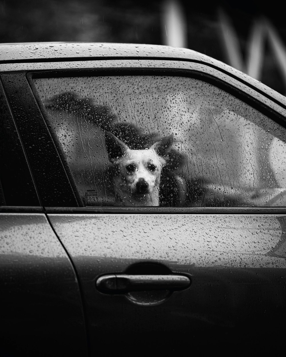 grayscale photo of dog inside car