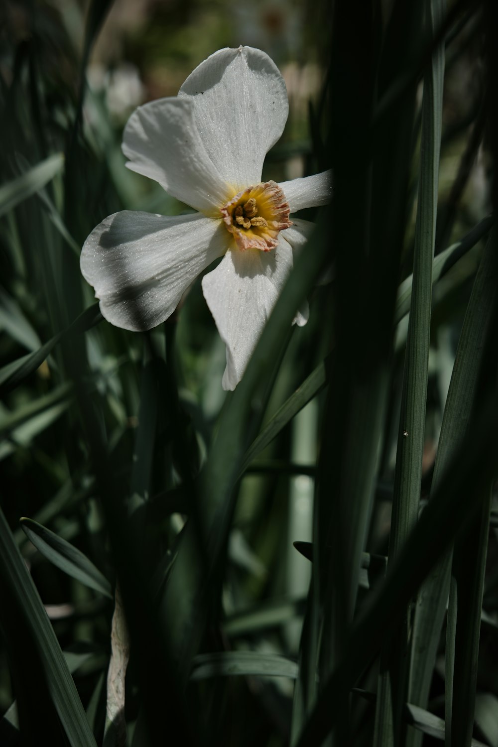 white flower in the middle of green plants