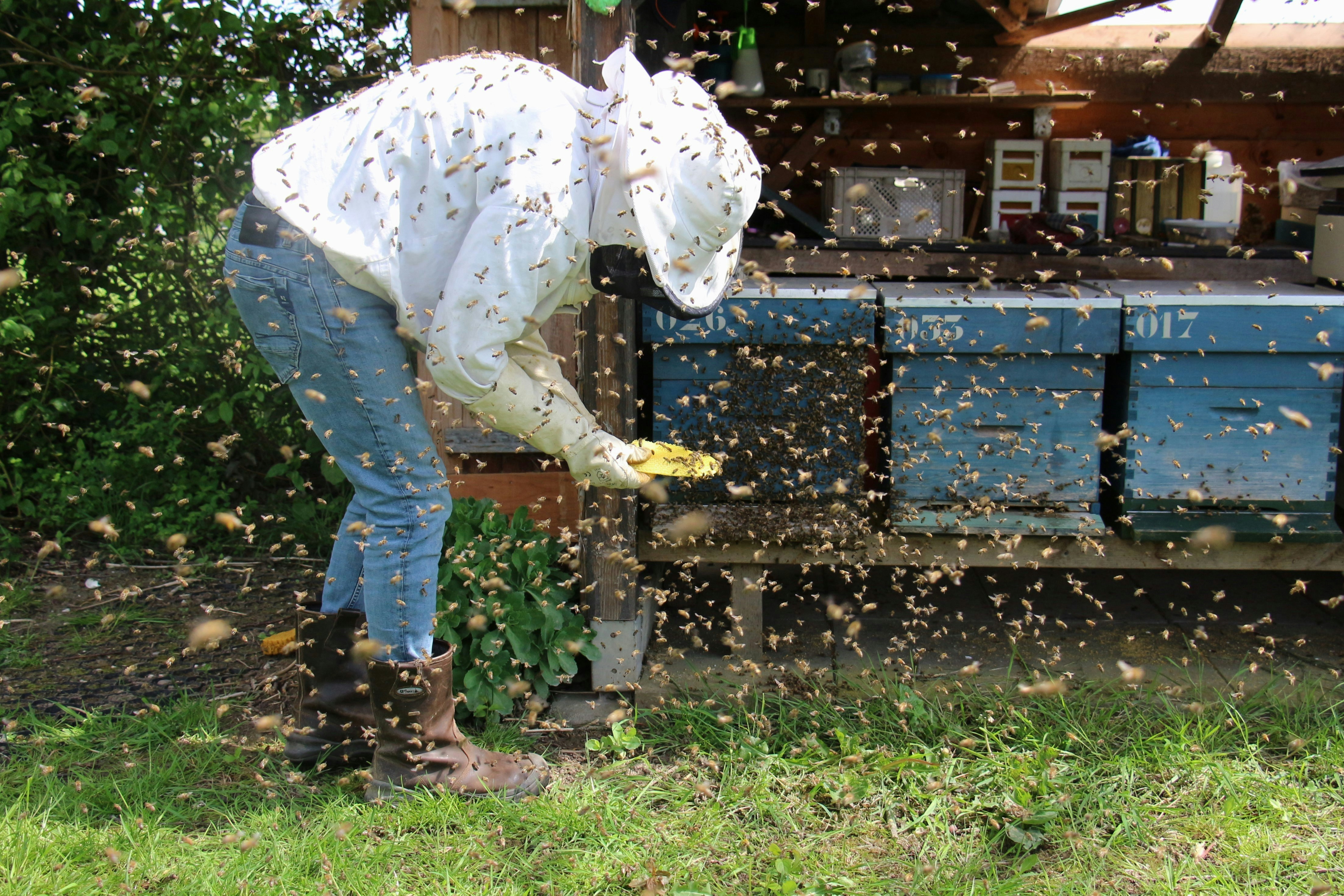 imker, bijenkast, bijen, honingbij, bijenzwerm, honing, insect, bijenstand, bijenvolk