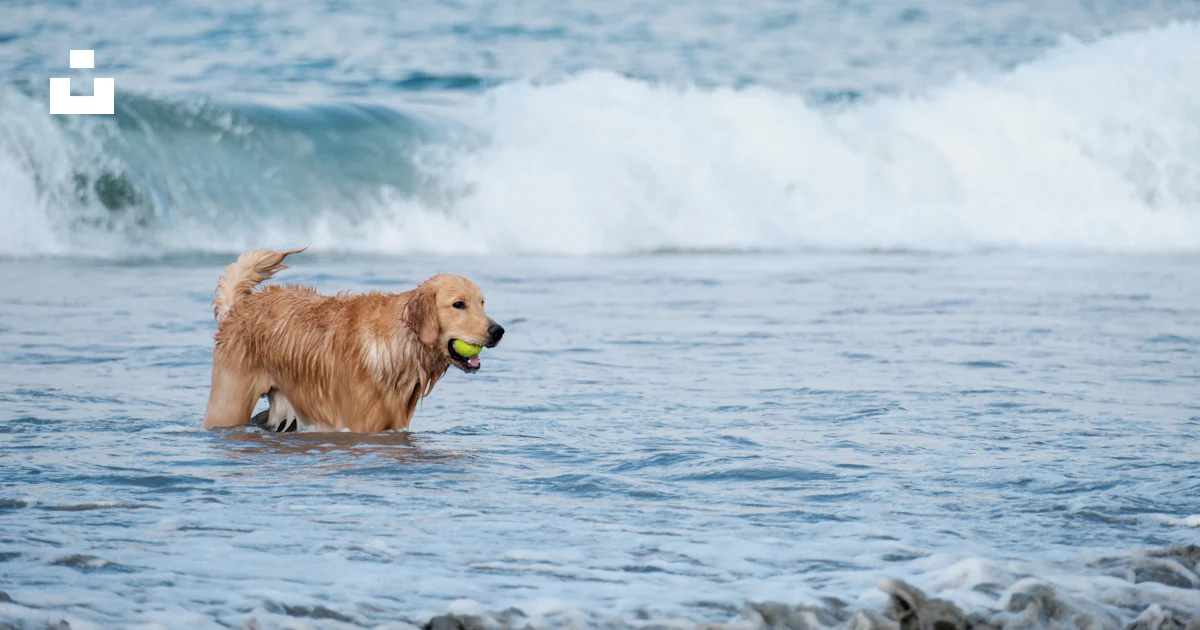 Foto Golden Retriever en el agua durante el día – Imagen Agua gratis en ...