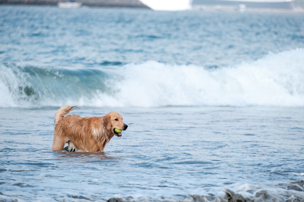 golden retriever on water during daytime