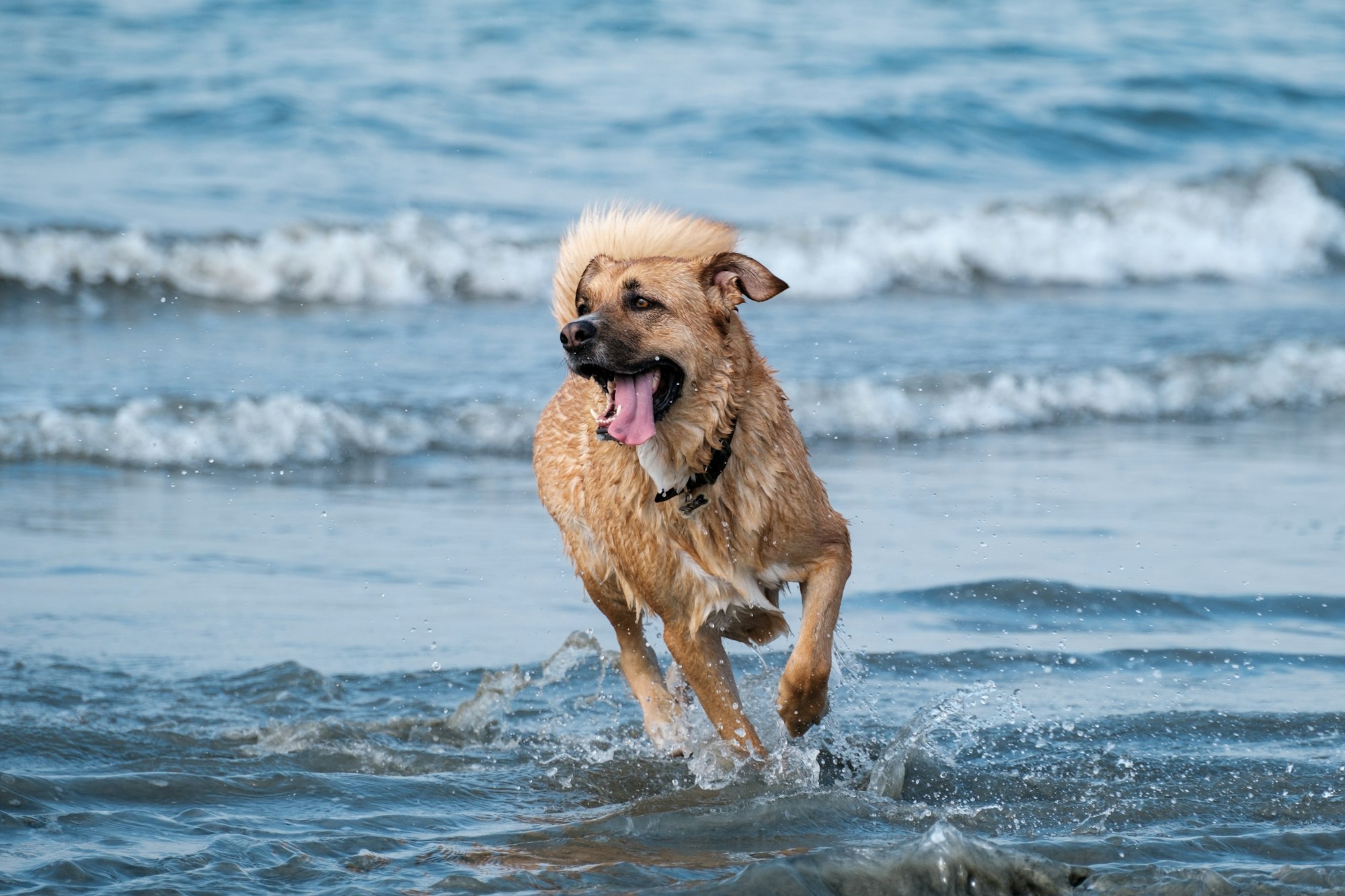 brown short coated water dog running on water during daytime