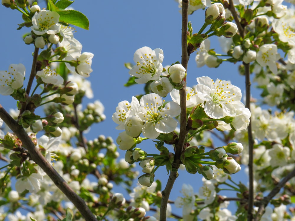 white cherry blossom in bloom during daytime