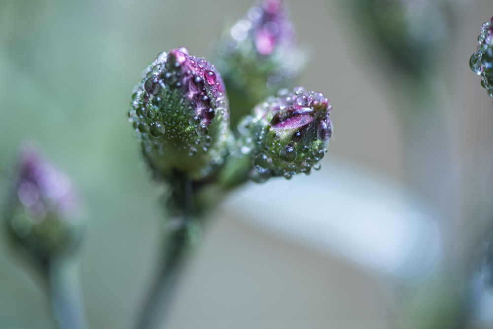 green and purple flower bud in macro lens