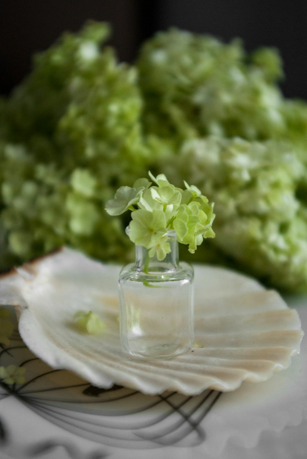 Plante verte dans un vase en verre transparent sur nappe blanche