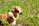 A joyful golden retriever wearing a sleek olive green collar, sitting in a sunlit park.