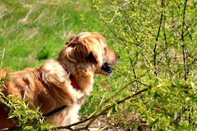 A joyful golden retriever wearing a rose gold gemstone collar against a sunny park backdrop.