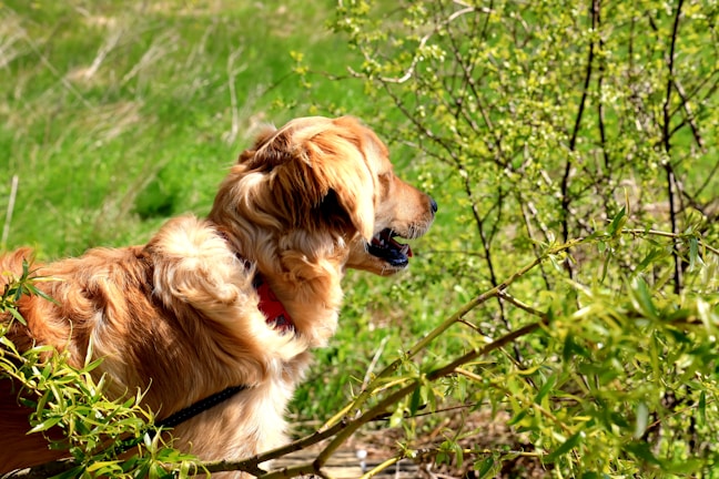 A happy golden retriever wearing a secure GPS collar in a sunny park.