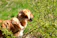 A joyful golden retriever playing in a lush, green garden filled with colorful flowers.