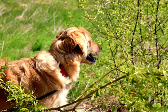 A golden retriever with a red collar explores a lush green field, surrounded by vibrant foliage and sunlight dappling its fur.