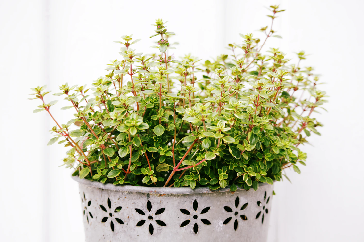 A bushy thyme plant in a white patterned pot