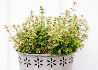 green plant on white ceramic pot