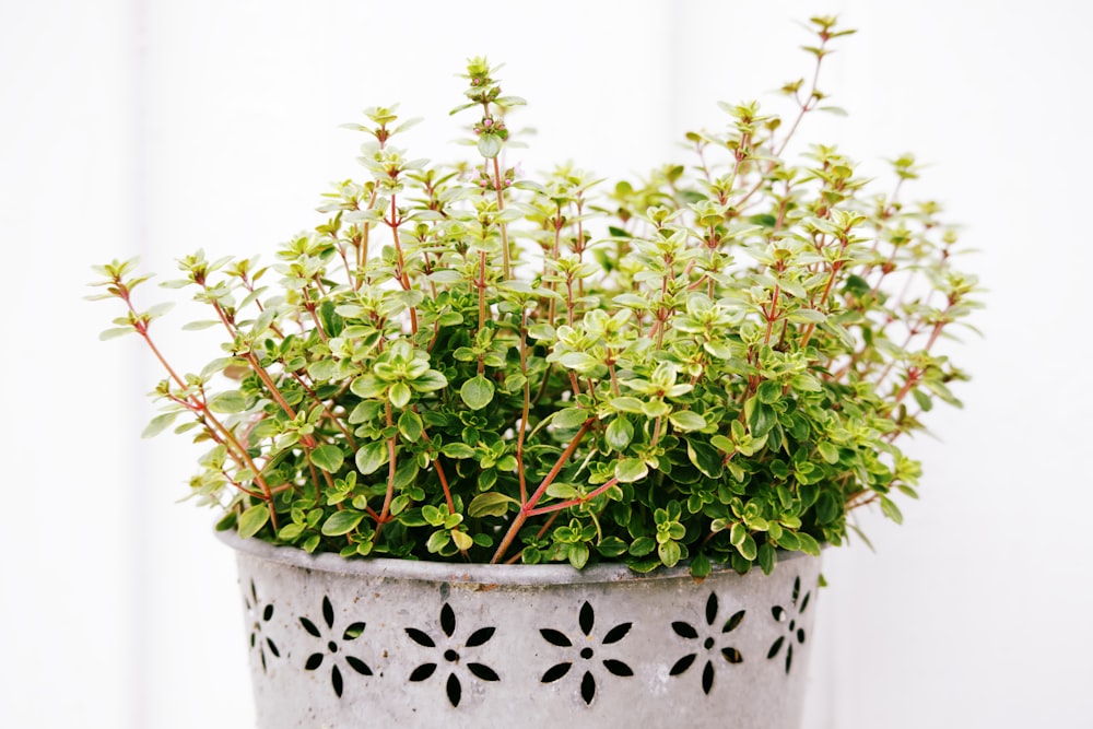 green plant on white ceramic pot