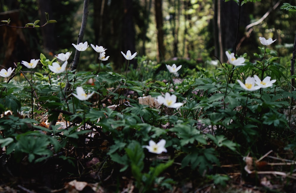 white flowers in forest during daytime