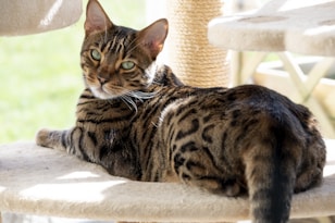 A Bengal cat with striking green eyes lounges on a multi-level beige cat tree. The cat's coat features dark rosettes and stripes, contrasting with a warm golden-brown background. Sunlight streams in, creating playful shadows and highlighting the cat's fur.
