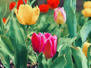 Bright and colorful artificial tulips arranged in a charming garden setting