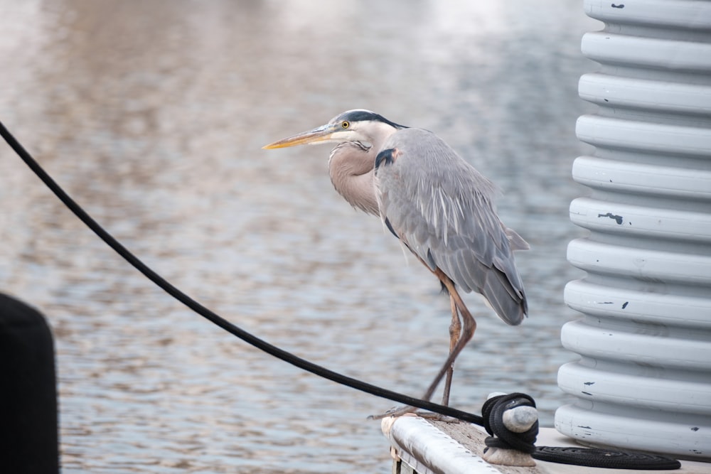 grey heron perched on black metal bar during daytime