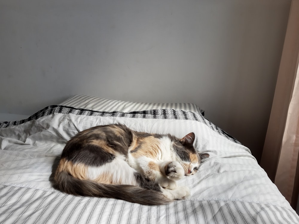 brown and white cat lying on bed