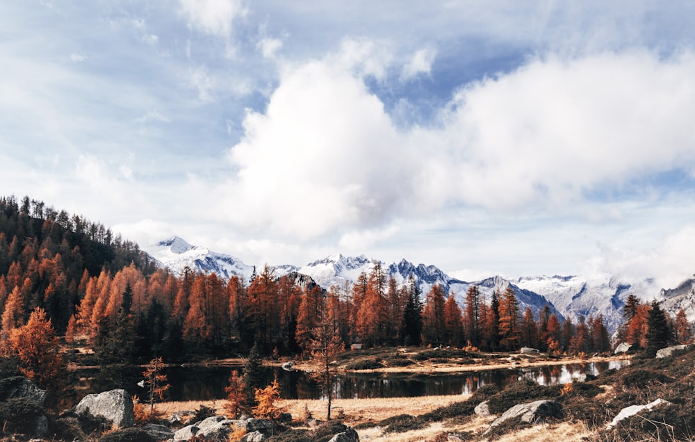 brown trees on mountain under white clouds during daytime